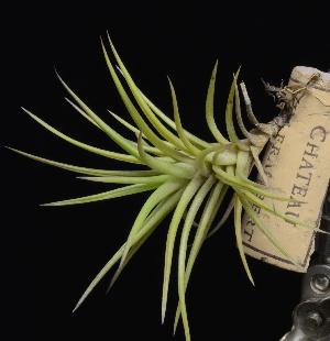 Tillandsia neglecta x tenuifolia.jpg